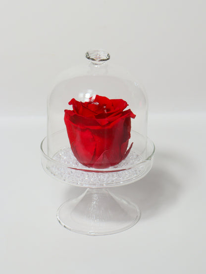 Cloche verre avec rose