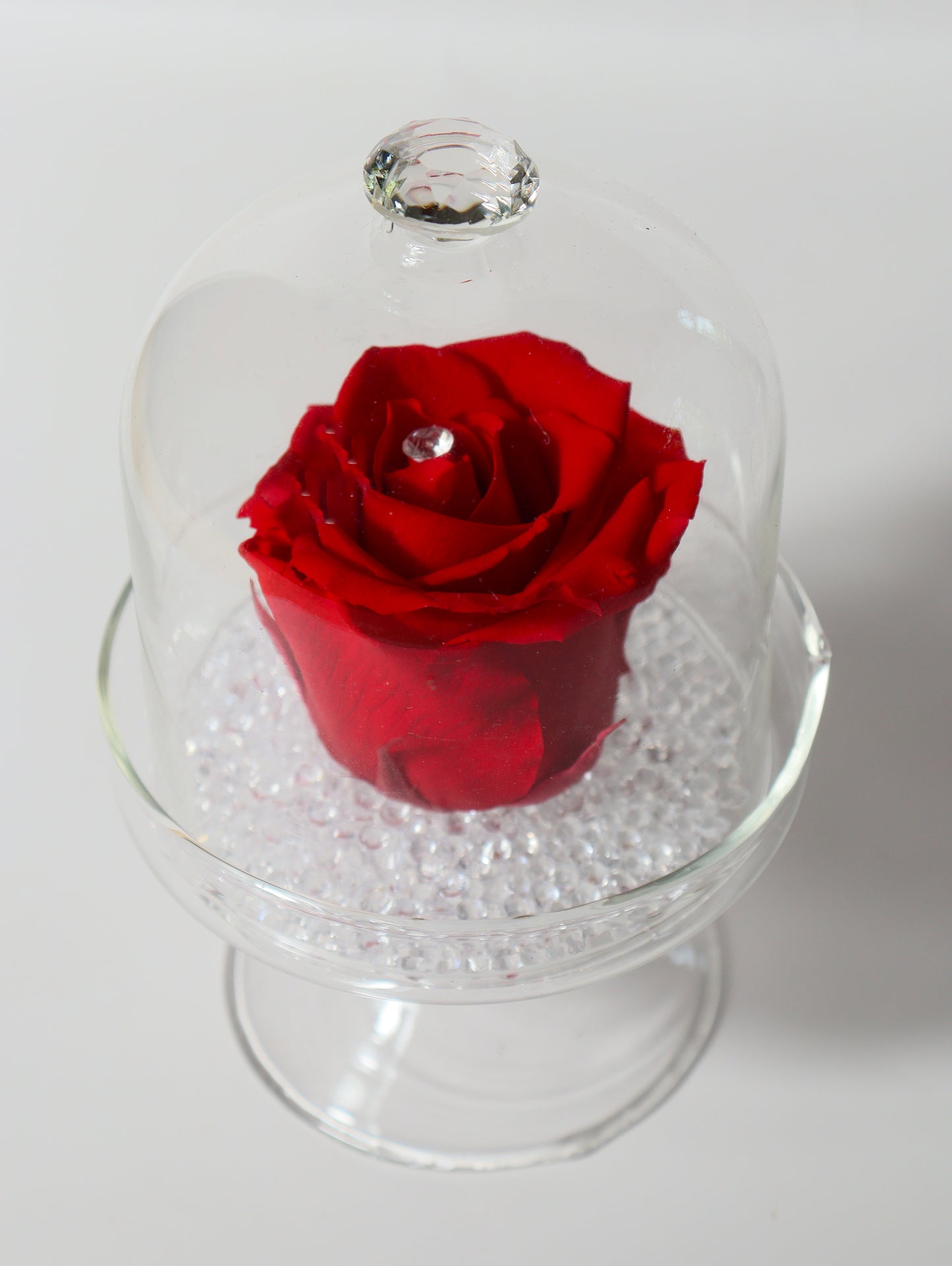 Cloche verre avec rose