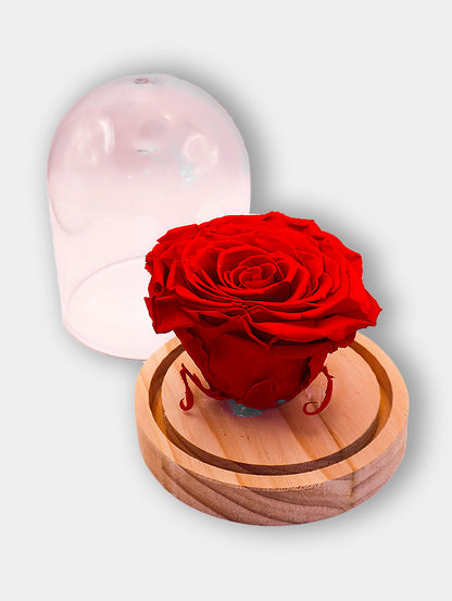 Rose cœur sous cloche