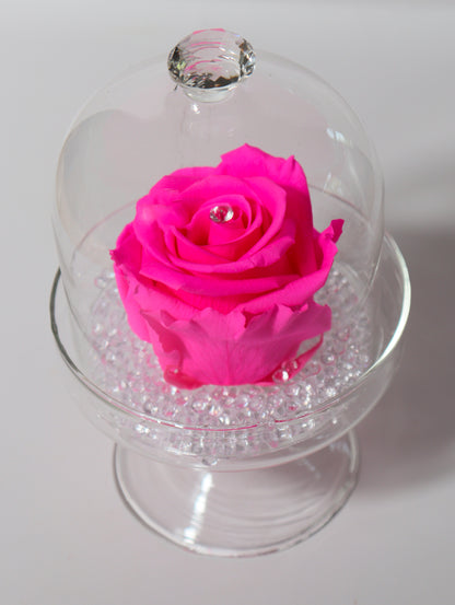 Cloche verre avec rose