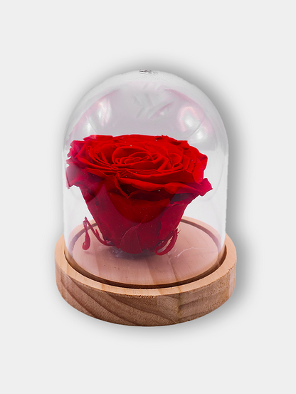 Rose cœur sous cloche